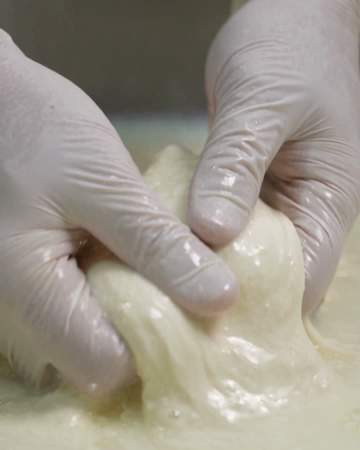 Hands stretching fresh curd into mozzarella